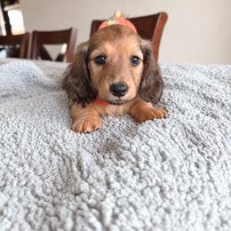 Stefan - Cream male Dachshund puppy in Molino, Florida from Dooney's Dachshunds