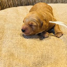 Rooter - Brown male Cockapoo puppy in Kingfisher, Oklahoma from Perdue Puppies