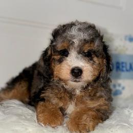 Lincoln - Curly Coat - Merle male Bernedoodle puppy in Beecher, Illinois from Erica’s Doodles