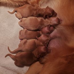 Golden Retriever Puppies from Emma's Golden Puppers