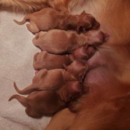 Golden Retriever Puppies from Emma's Golden Puppers