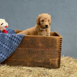 'Annie': Muddy Foots Sharp Shooter - Apricot female Poodle puppy in Orlando, Florida from Sabrina Beck