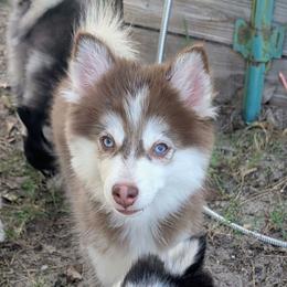Vernon - 1400 - Red and white male Pomsky puppy in Spring Hill, Florida from www.PuppyTimeEmporium.com