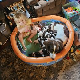 English Springer Spaniel Puppies from Painters Lane Livestock