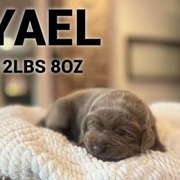 Yael - Silver female Dilute Retriever puppy in Puyallup, Washington from 12 Door Farm Labradors
