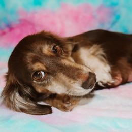 Lori Dale - Dachshund