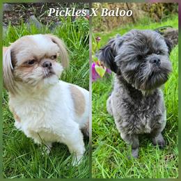 Shih Tzu puppies from Garrard Creek Shih Tzus