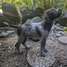 Girl 1 - Brown and gray female Wirehaired Pointing Griffon puppy in Rancho Cordova, California from American River Wirehaired Pointing Griffons