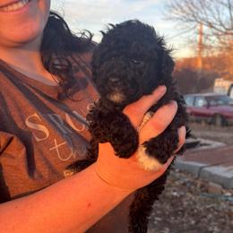 Minnie - Black and white female Aussiedoodle puppy in Hopkins, Missouri from Mowry Creek Mini Aussiedoodles and More