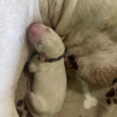Dogo Argentino Puppies from Savs_sk9