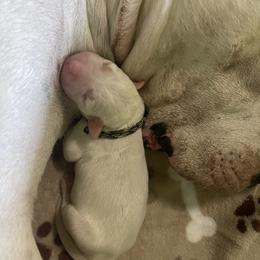 Dogo Argentino Puppies from Savs_sk9