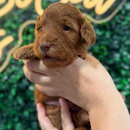 Forky - Red  male Goldendoodle puppy in Moreno Valley, California from Rainbow SoCal Doodles