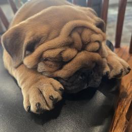 Barkley - Red female Bulldog puppy in Oxford, Pennsylvania from Grace's Bulldogs
