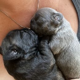 French Bulldog Puppies from Ayala’s