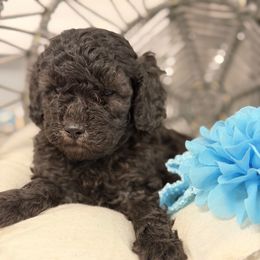Ash - Silver male Poodle puppy in Poplarville, Mississippi from Southern Belle Poodles