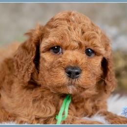 Bison - Red male Cockapoo puppy in Connersville, Indiana from Deaz Doodle Ranch