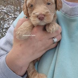 Nutmeg - Apricot female Goldendoodle puppy in Pennsylvania from Pennsylvanian Puppies