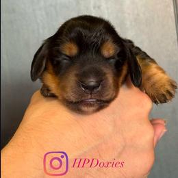 Mount Saint Helens - Black and tan female Dachshund puppy in Bonney Lake, Washington from HP Dachs