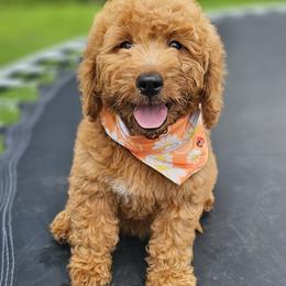 Nutella- Orange Collar - Red  male Goldendoodle puppy in Bonham, Texas from Happy Valley Puppies