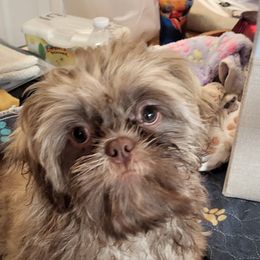 Boy 2 - Cream and white male Shih Tzu puppy in Hudson, Florida from My Boujee Shih Tzu Life