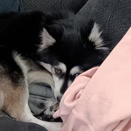 Maggie - Pomsky