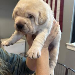 Brutus - Yellow male Labrador Retriever puppy in Anna, Texas from Gathering Branch Labradors