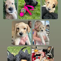 Goldendoodle Puppies from Bridger Peak Doodles
