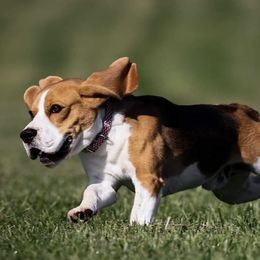 Porter - Beagle