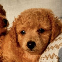 Poodles from Poodle Love Familiar