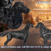 Flat-Coated Retrievers from StormWatch Flat-coated Retrievers