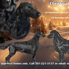 Flat-Coated Retrievers from StormWatch Flat-coated Retrievers