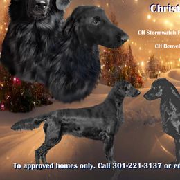 Flat-Coated Retrievers from StormWatch Flat-coated Retrievers