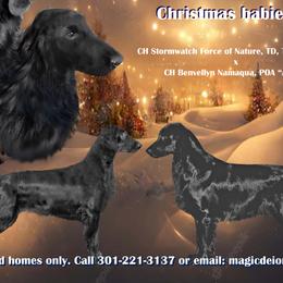 Flat-Coated Retrievers from StormWatch Flat-coated Retrievers