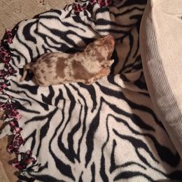 Dewy - Dapple male Dachshund puppy in Birchtree, Missouri from Cruzan Dachshunds