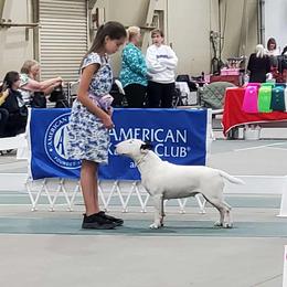 Angel - White black and tan female Bull Terrier puppy in Sprauge, Washington from Mark My Words Bull Terriers
