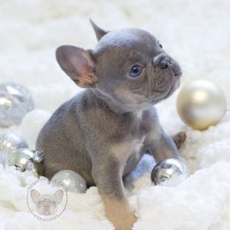 French Bulldog Puppies from Cream of the Crop Frenchies