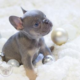 French Bulldog Puppies from Cream of the Crop Frenchies