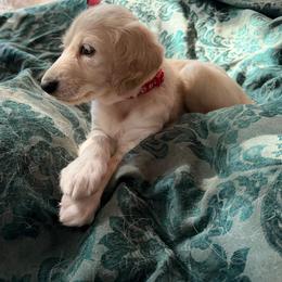 Red Boy - Mitra - Cream male Saluki puppy in Los Angeles, California from Srinagar Salukis