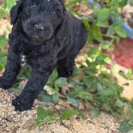 Pecan - Black male Labradoodle puppy in Somerset, California from Annie’s Animals