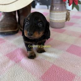 Blackie - Black and tan female Dachshund puppy in Cedar City, Utah from Country Doxies