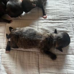Stripes - Chocolate brindled fawn male Chihuahua puppy in Tecumseh, Oklahoma from Callie’s Happy Chihuahuas, Callie’s Happy Treasures LLC