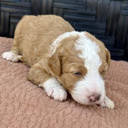 Pumpkin - Red male Bernedoodle puppy in Springville, Utah from Oodles of Bernedoodles