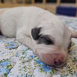 Boy 2 - White and badger male Great Pyrenees puppy in Tombstone, Arizona from WeVolution Off-Grid