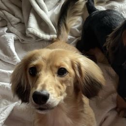 Dachshunds from Picket Fence Farm Dachshunds