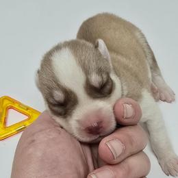 Sparky - Sable and white male Siberian Husky puppy in Kansas City, Missouri from Anuun's Huskies