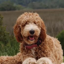 Bernedoodles and Goldendoodles from Island Doodles of Georgia
