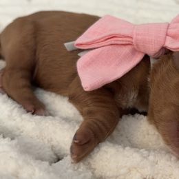 Grey collar - Red  female Goldendoodle puppy in Trenton, Tennessee from Pickard’s country Golden doodles