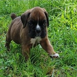 Helena - Fawn female Boxer puppy in Greensboro, North Carolina from Circle P Boxers
