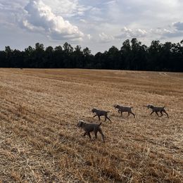 Weimaraner Puppies from Southpaw Weimaraners