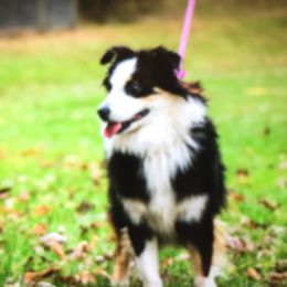 Arya - Australian Shepherd